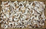 Lot - Fossil Otodus Shark Teeth (Restored) - Pieces #96660-1